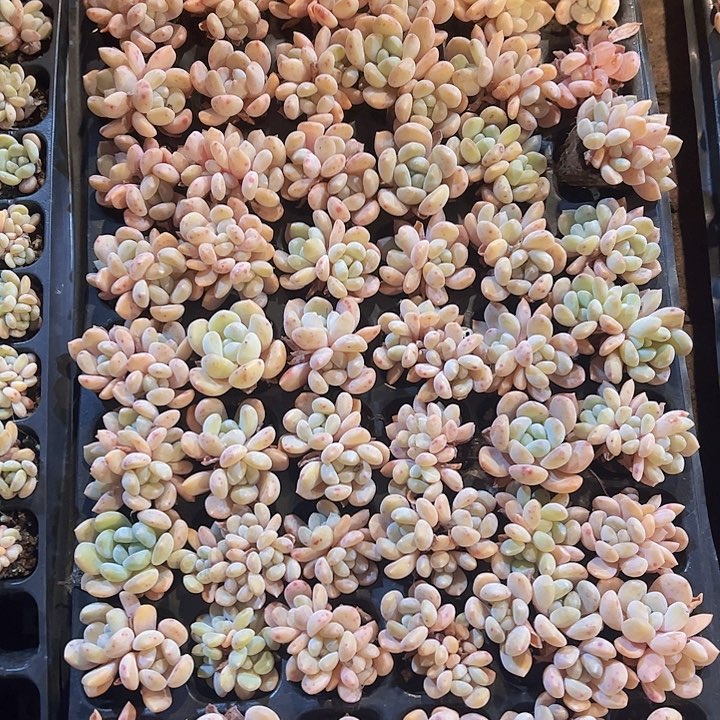 直播福利一物一拍611