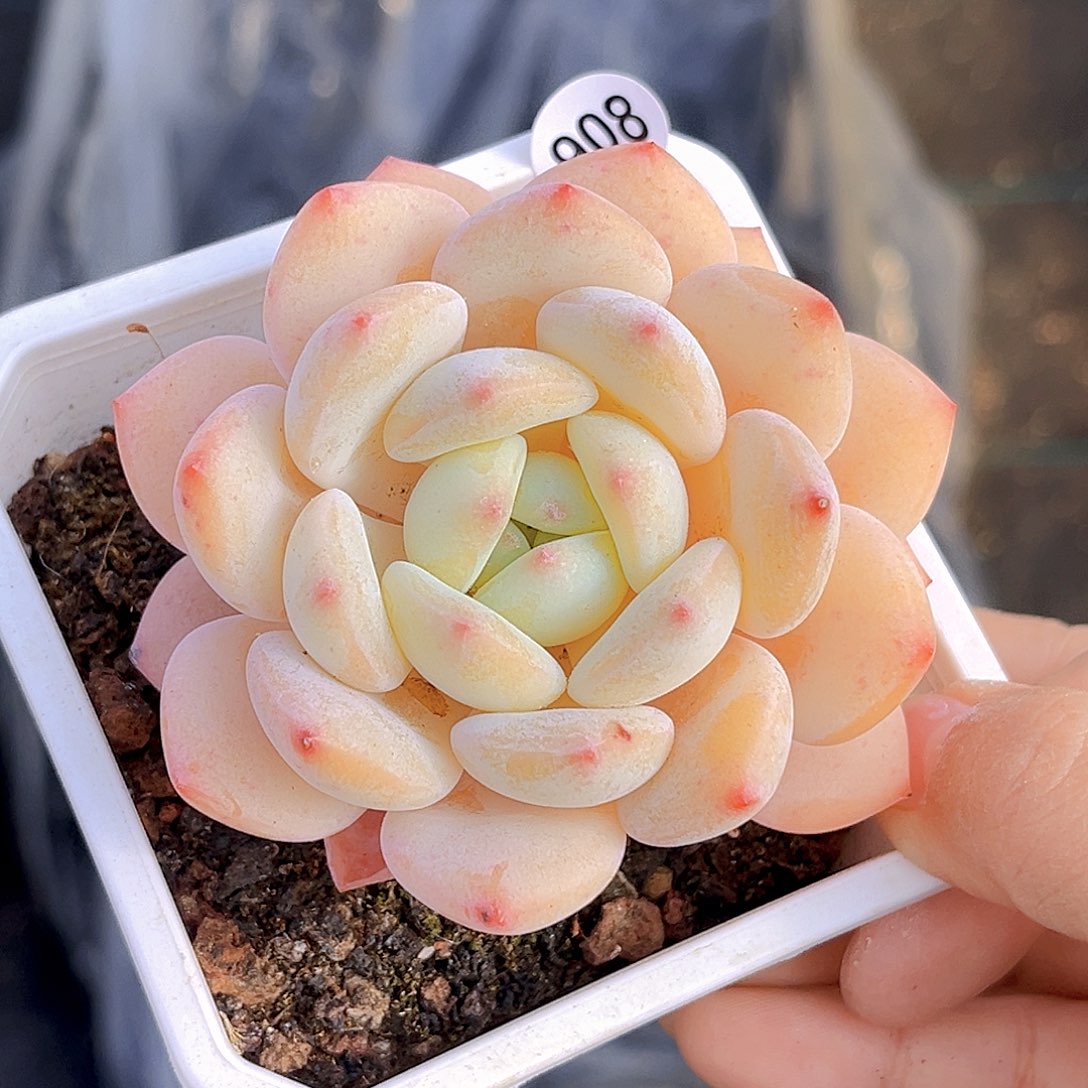 908 放漏 新品珍妮 满18包邮