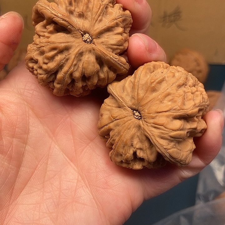 用***木大大大大大粗筋歪