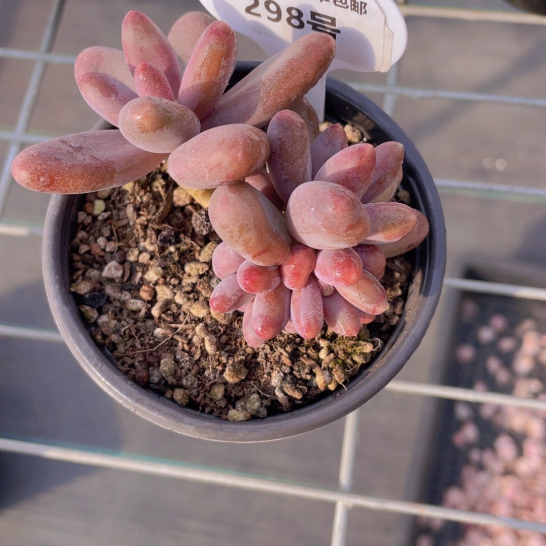 298号老桩糖果美人四头