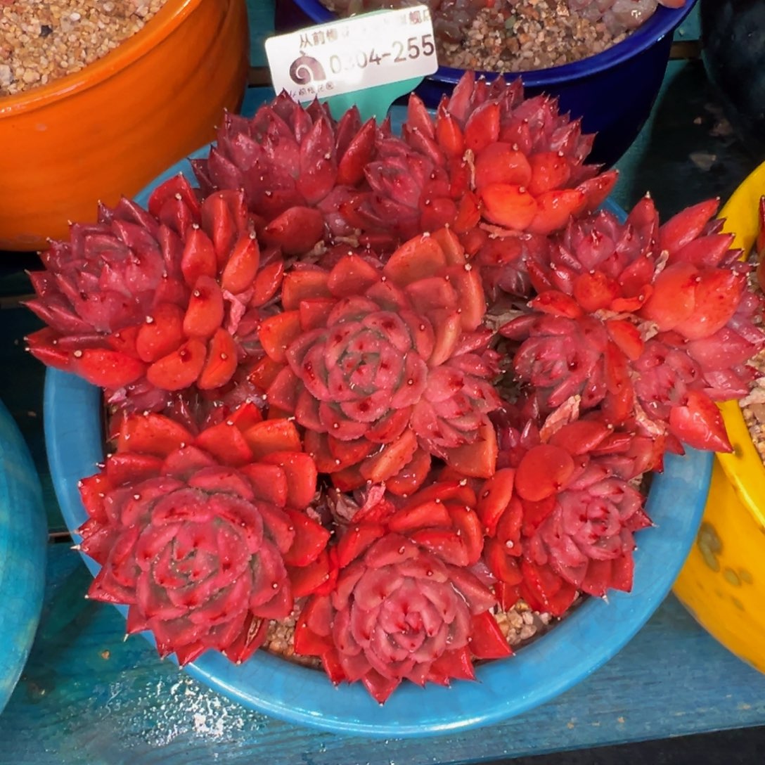 从前慢多肉精选编号0304.255