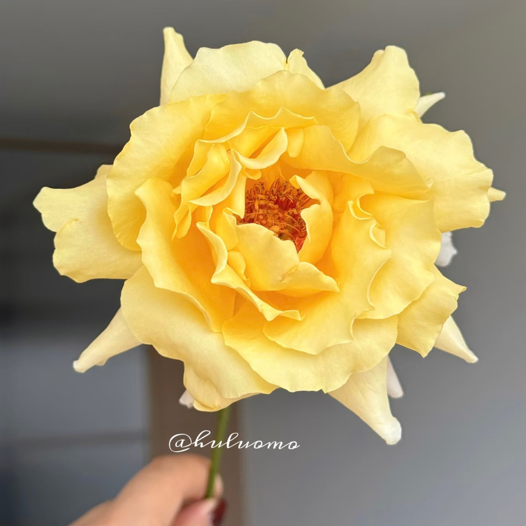 【醒目】兽兽 拍三单以上包顺空鲜切花10支装%20不售后花店家居