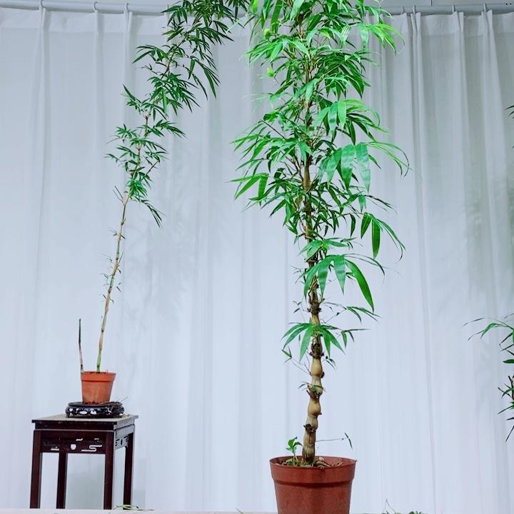 无花朵丁*板11111111111111