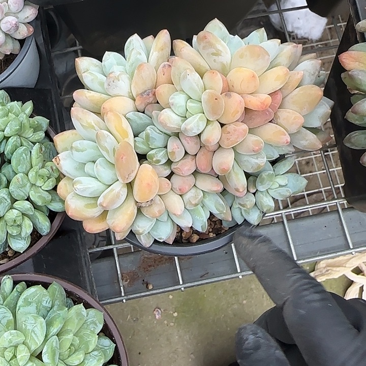 青蛙王子儿童牙膏11