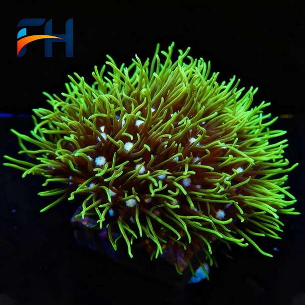 海缸珊瑚长须荧光绿草皮草皮黑金刚珊瑚鱼缸水草