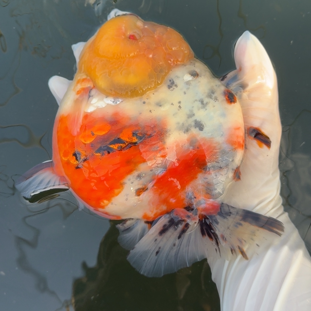 金鱼将军短尾唐三彩