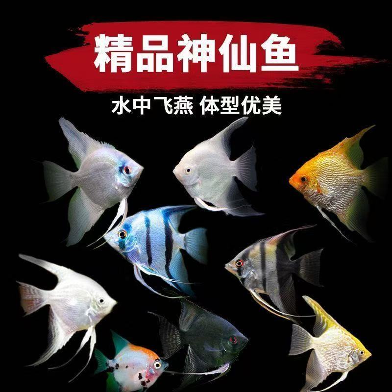 【渔场直销】小号燕鱼熊猫伊莎贝尔秘鲁金鼎观赏鱼热带鱼好养神仙鱼