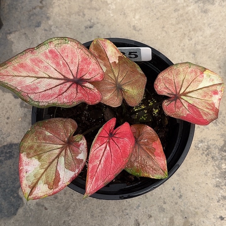 85-0220皇家礼堂彩叶芋广东现货