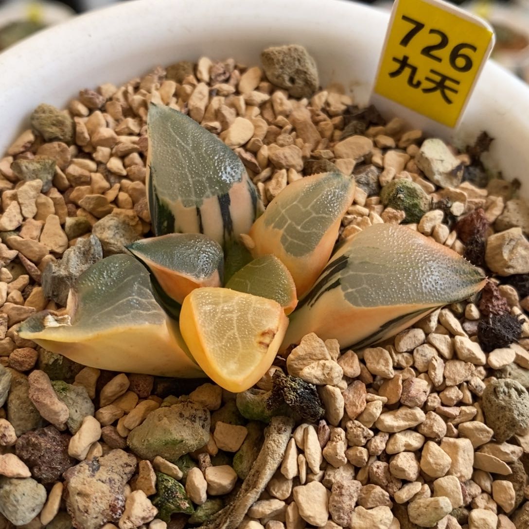 726号丘比特锦多肉