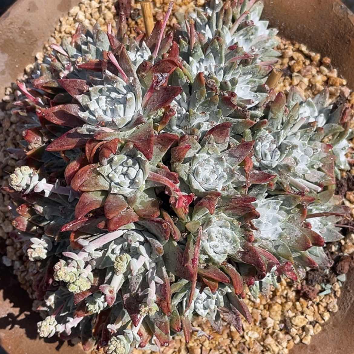 【闪购商品】大宽叶白雪