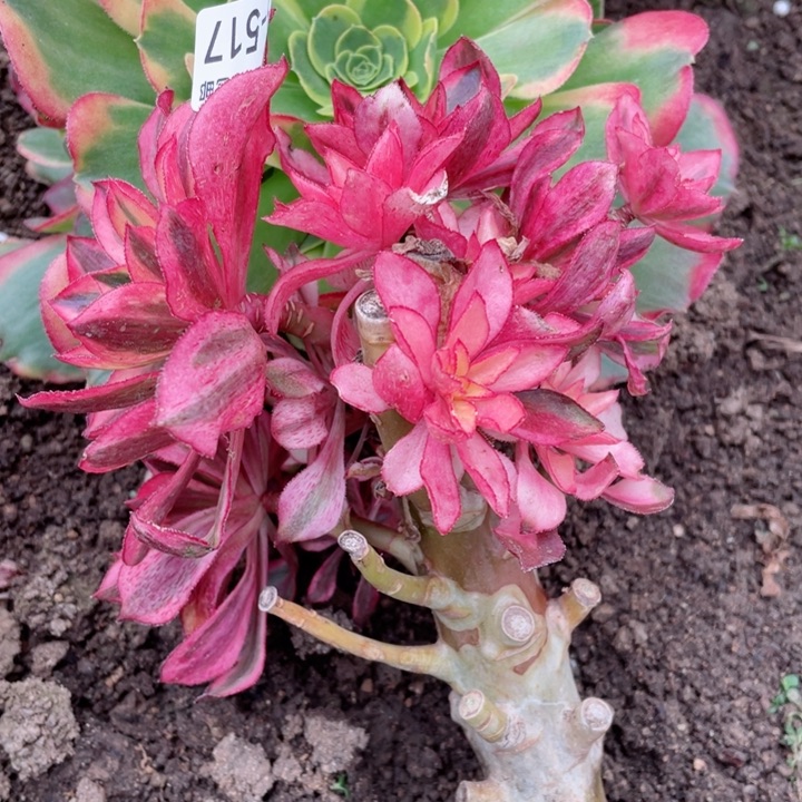 517魅影有砍根少多肉12345678