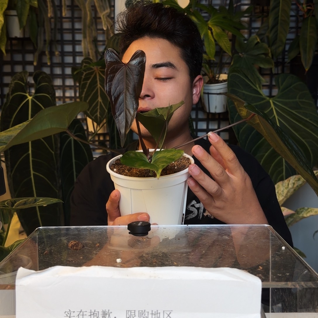 完全开放P45西尼亚杂弧形papi