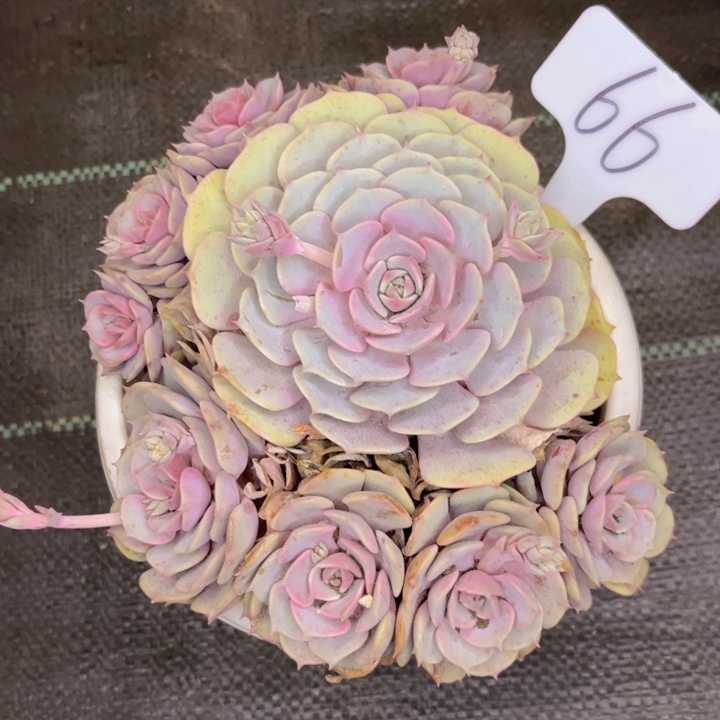 友家多肉一物一拍66