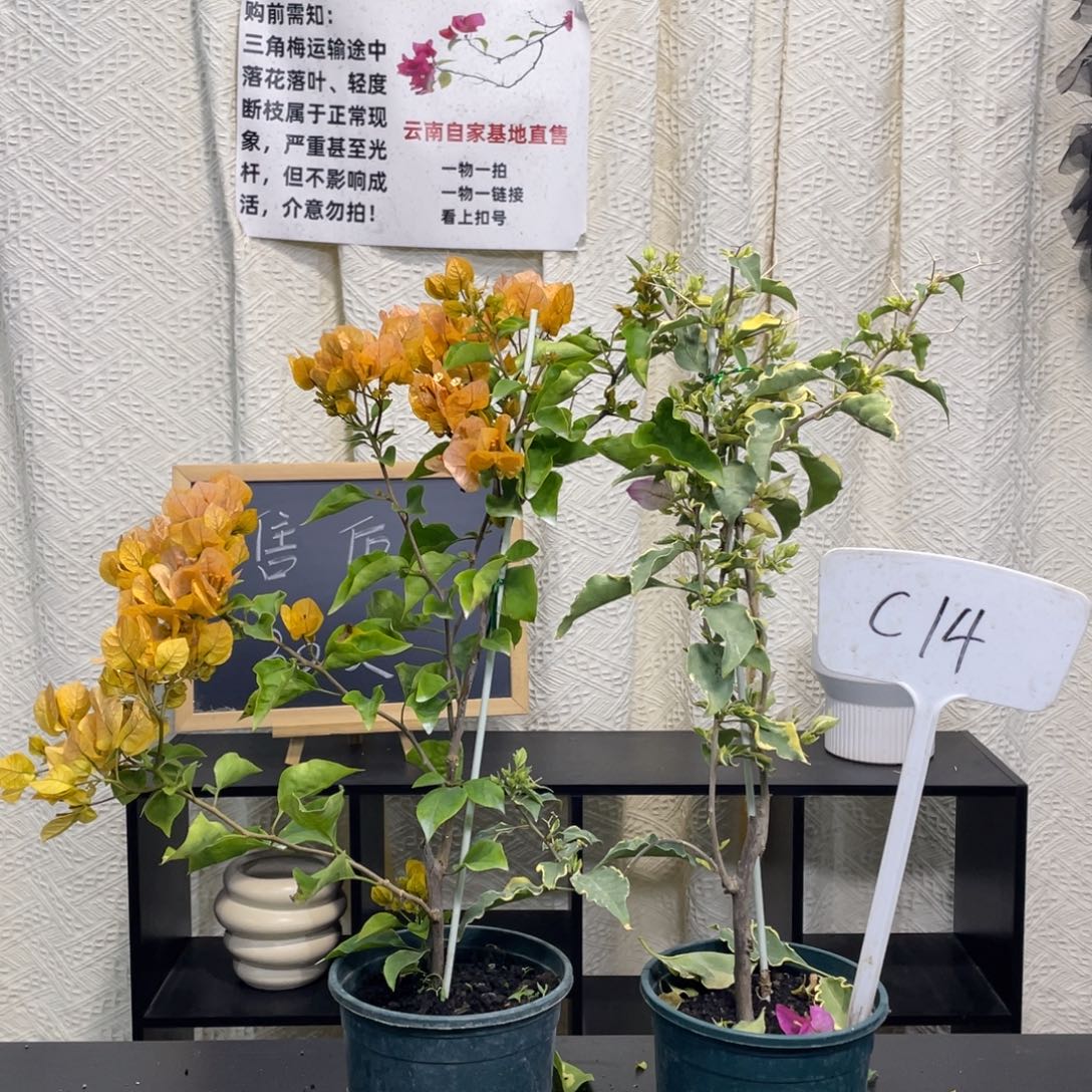 蜂***邱全部花朵金探戈+粉蝶C14