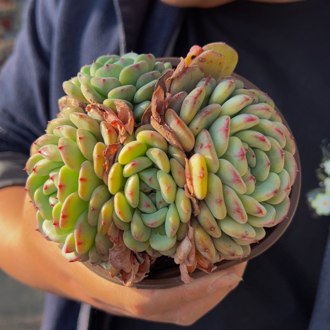 白胖子三头起多肉