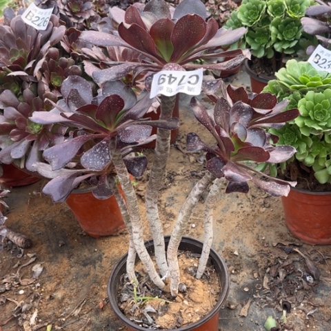 749无毒不包断枝