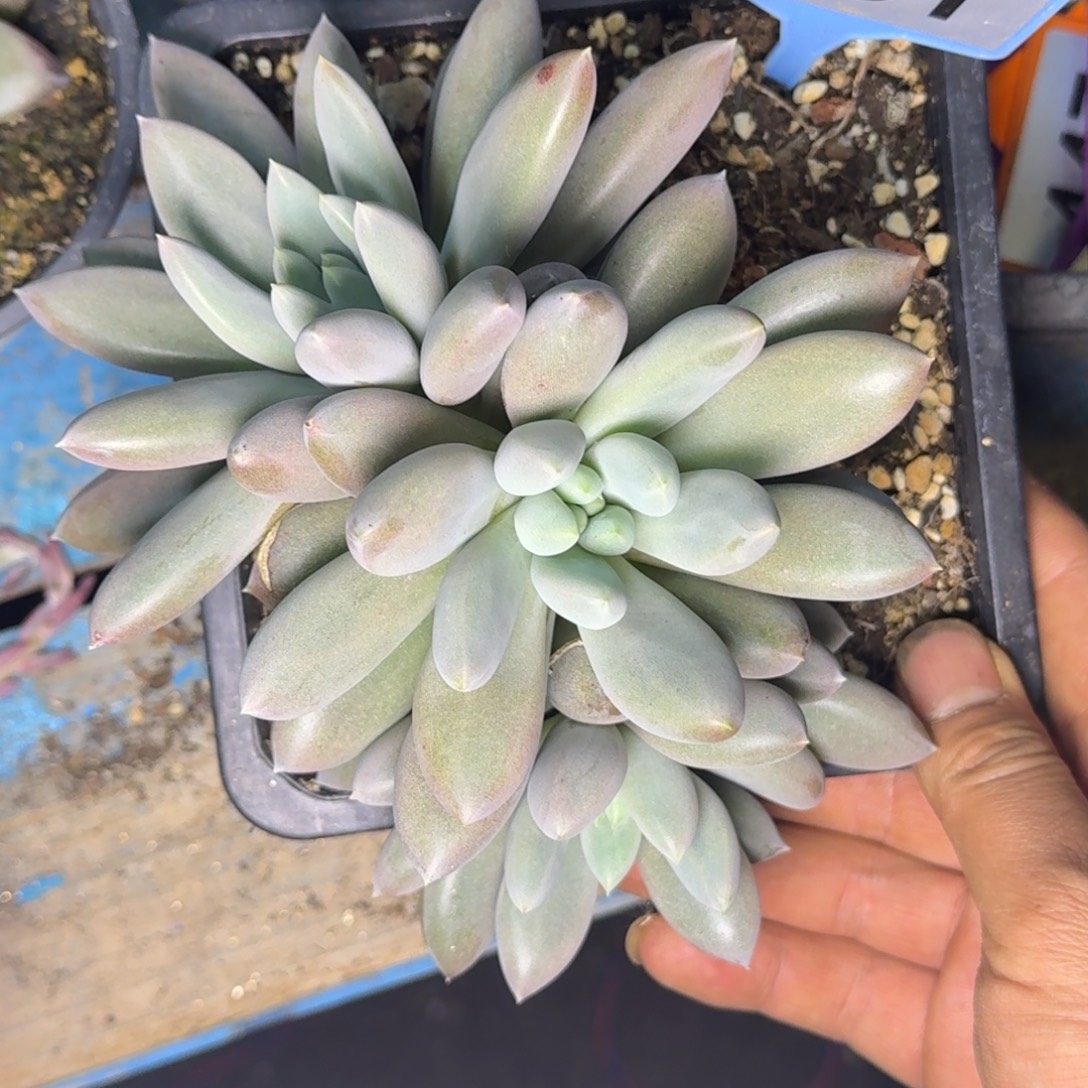 多肉植物海豚体哥特051