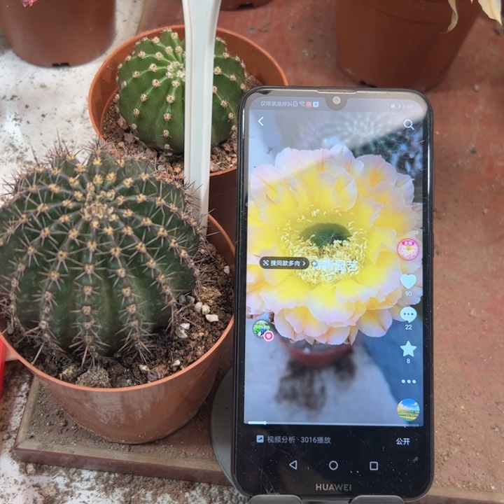 彩草20号7公分左右