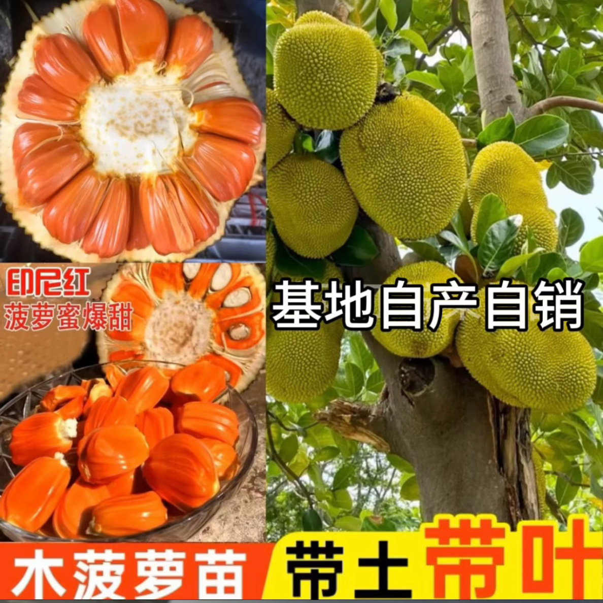 印尼红菠萝蜜一物一拍