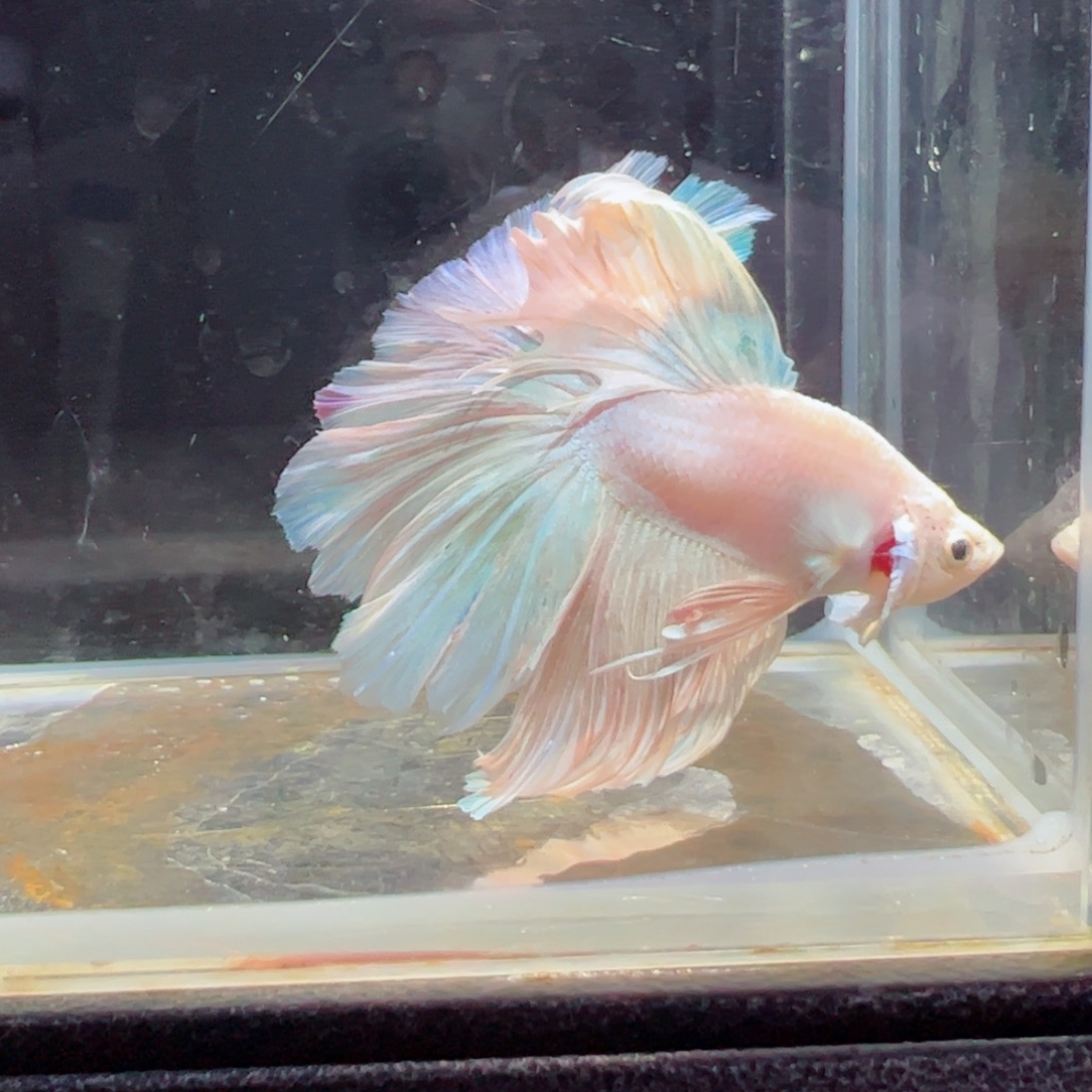 斗鱼浅色特殊尾hhhh