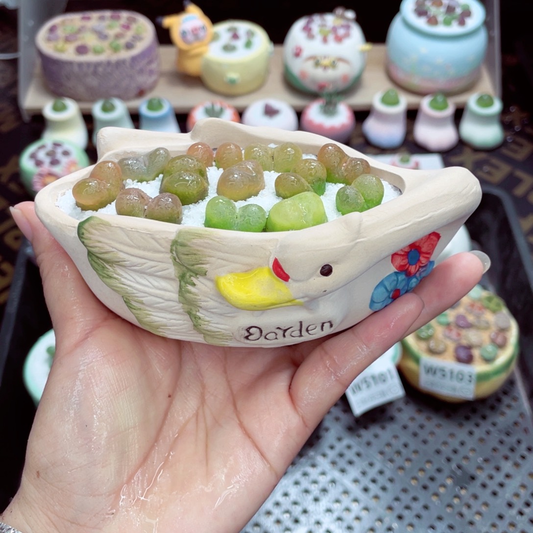 w5109 带盆土发货一物一拍