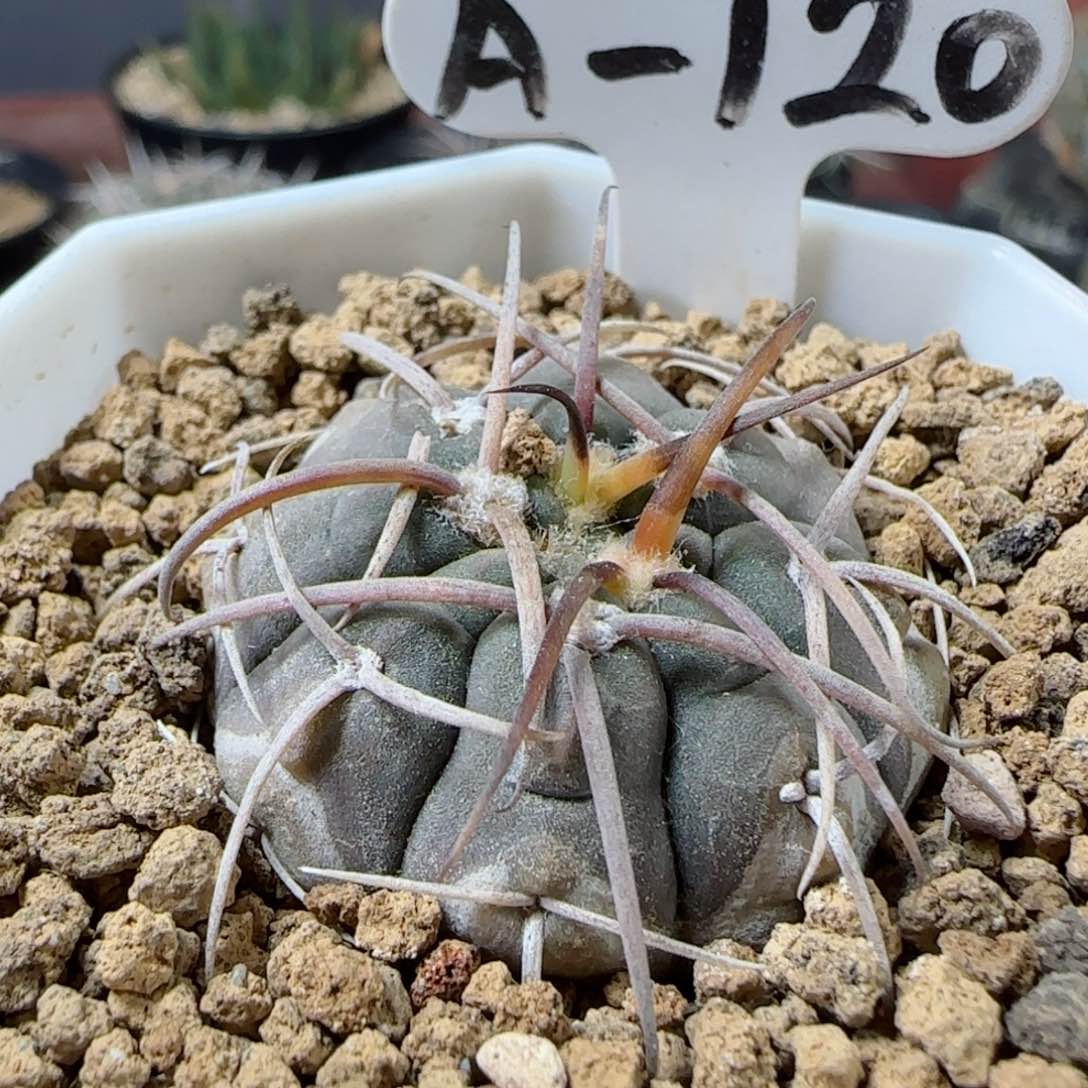 A120实生狂伏刺天平多肉