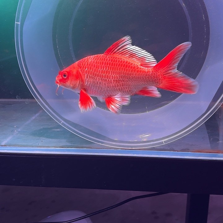 蝴蝶鲤鱼22号蝴蝶鲤