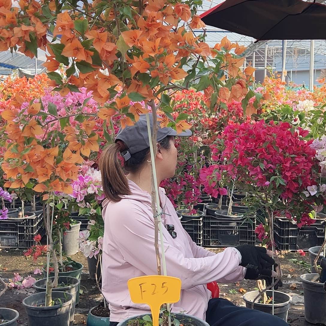 岁***H大部分花苞少量开放F25橙桑巴