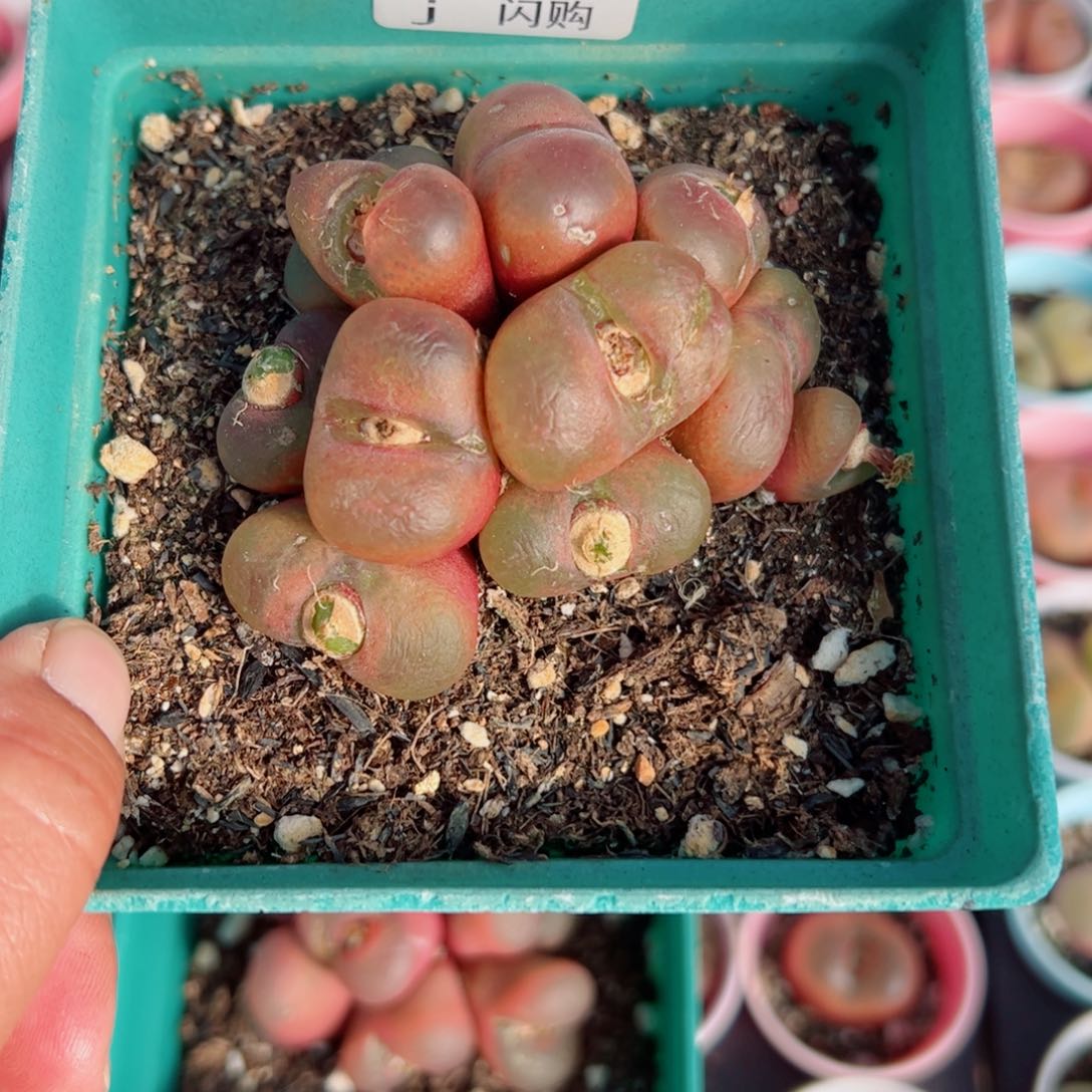 无花朵大**儿我很喜欢这个J954