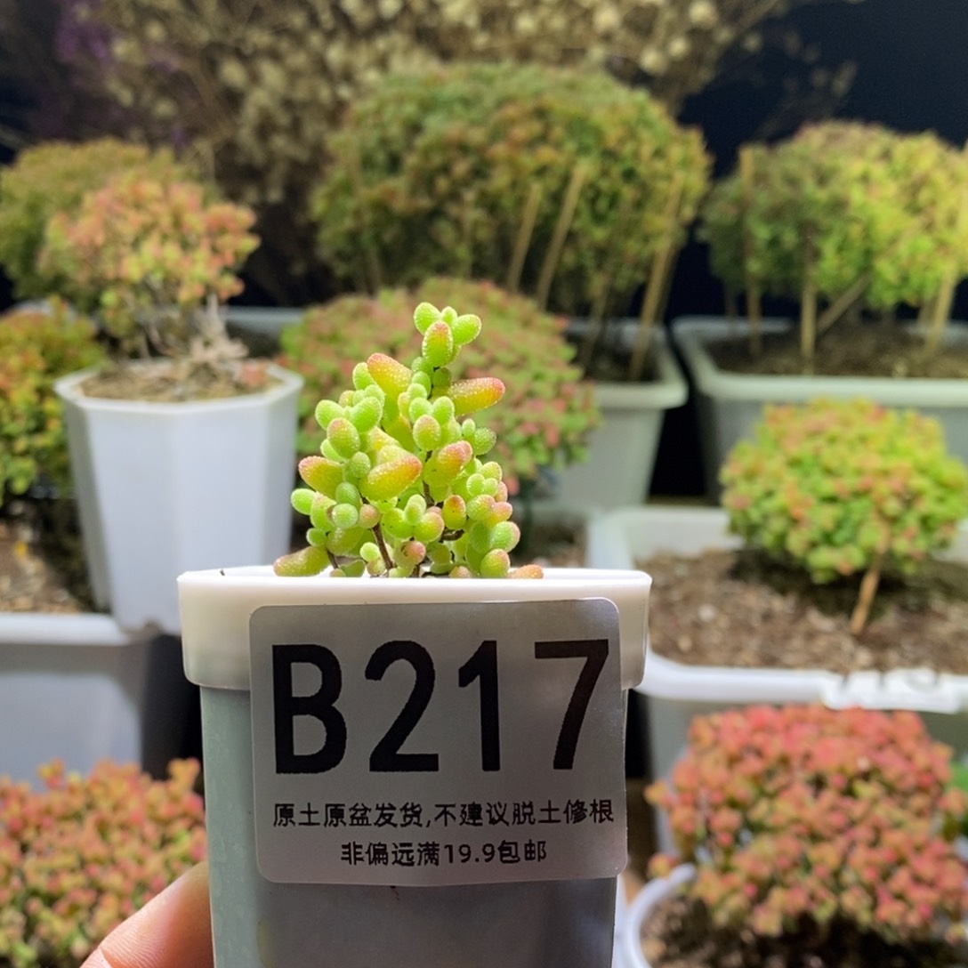 小**精金桔糖球枝干番杏B217