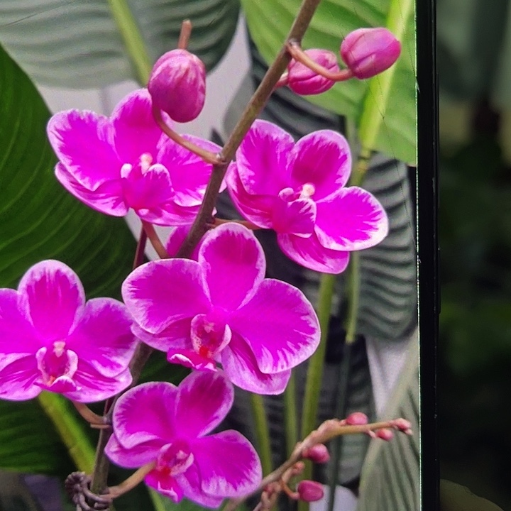 当前无花栽培后可以开花泼墨满天红