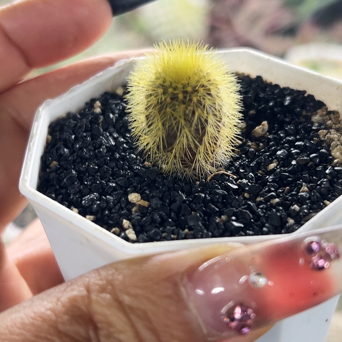 实生金刺优波仙人球66666666666