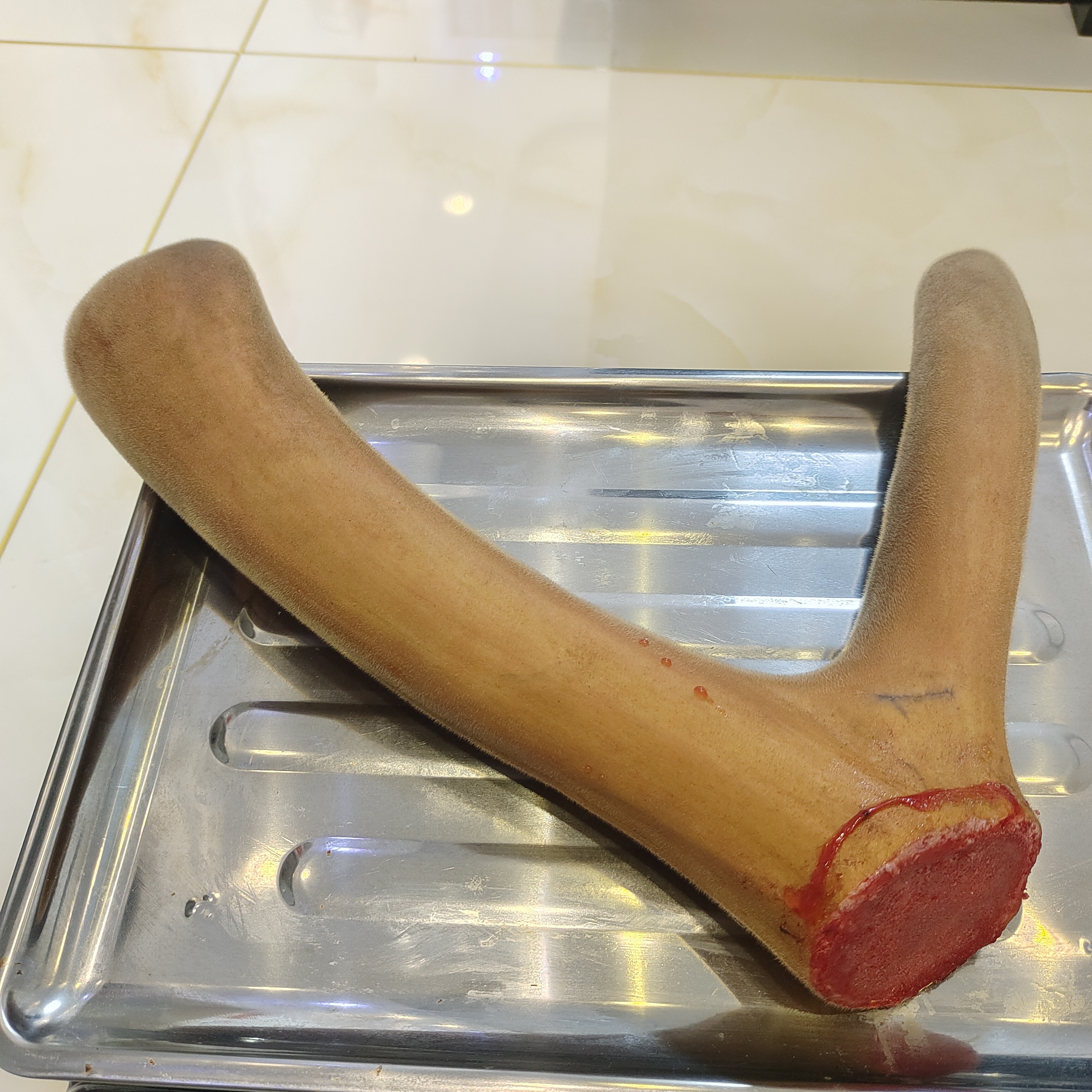 东北双阳区鹿乡镇新鲜鹿茸 鹿场