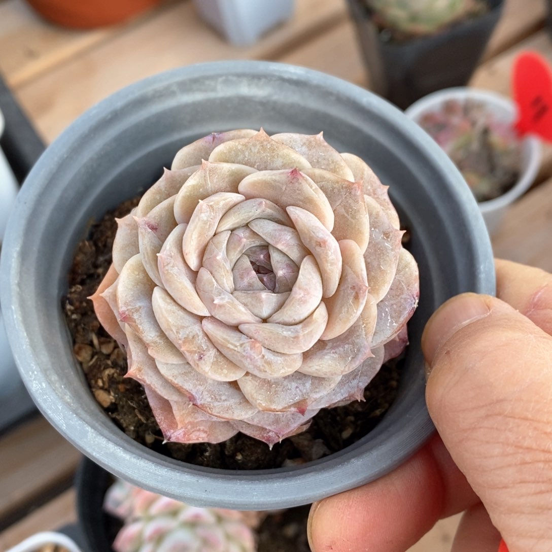 精品多肉一物一拍不包整36