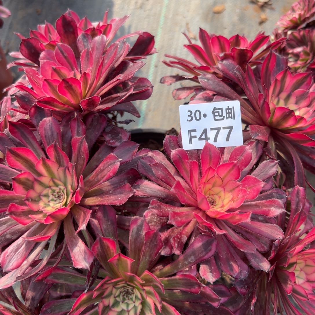 477 多肉法师红铜白处理