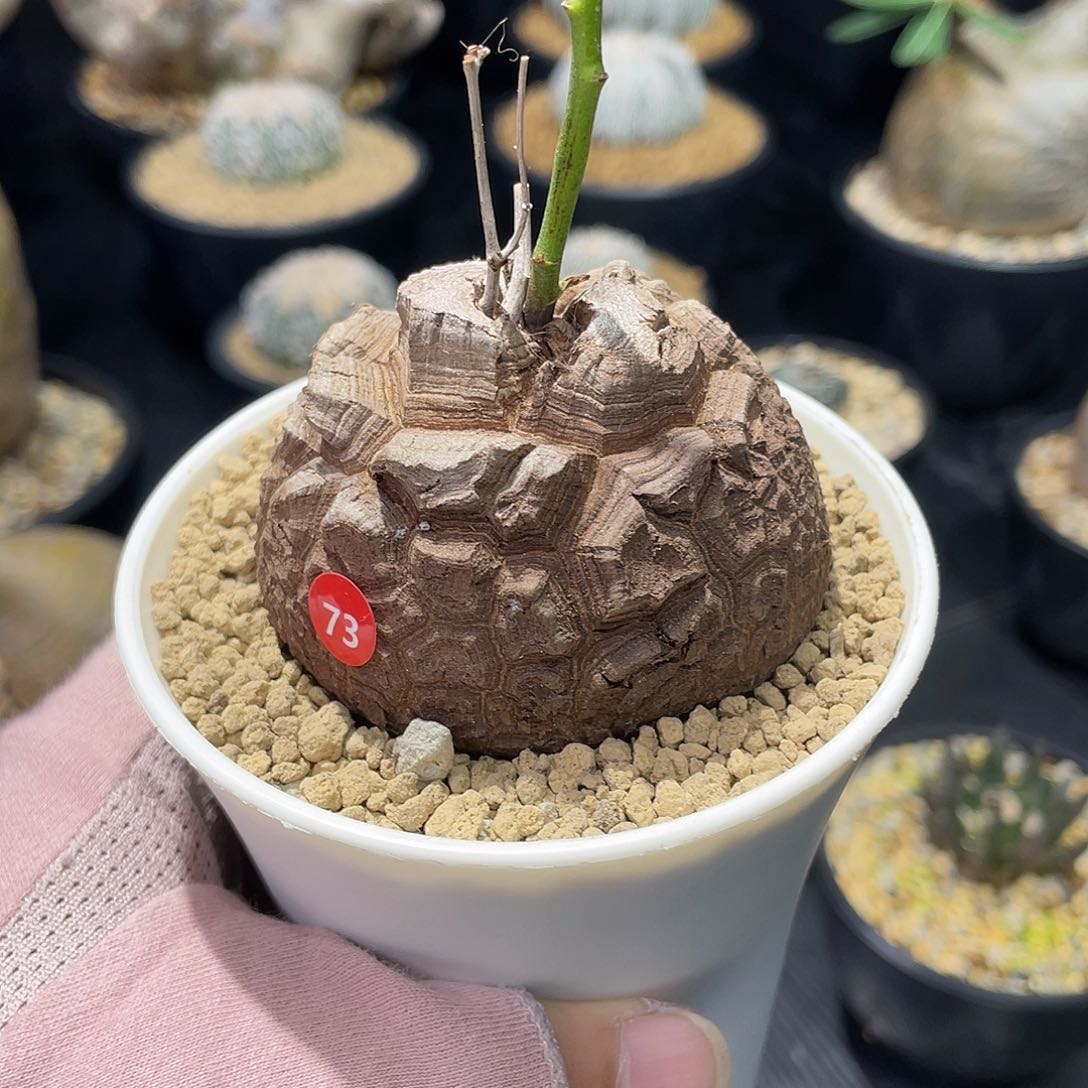 龟甲龙6.2公分带盆发货