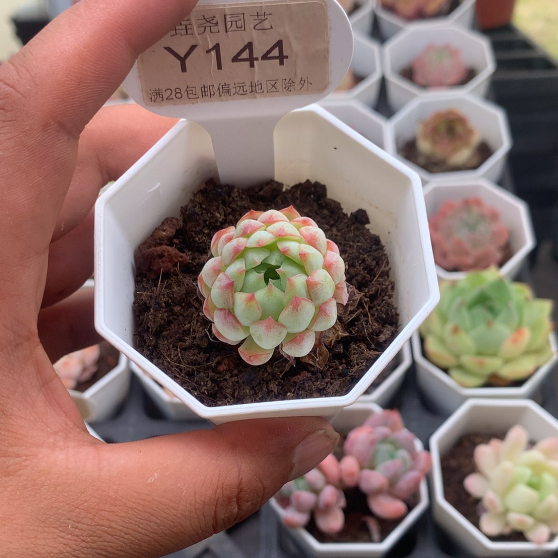 0144小红船3.0厘米