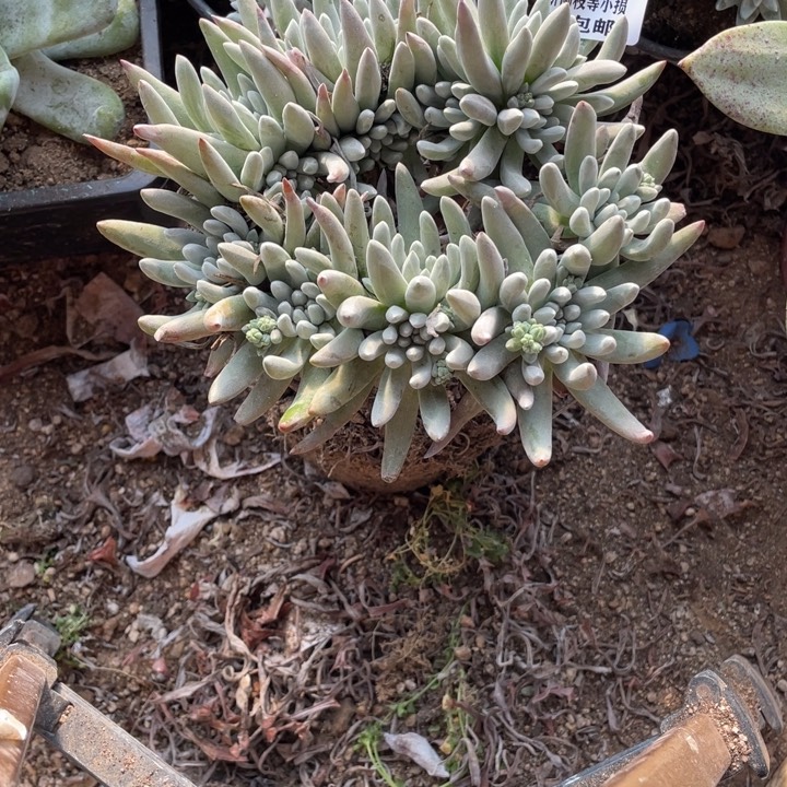 931号雪花多肉植物