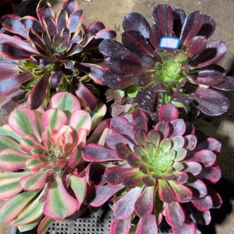 339多肉植物组合