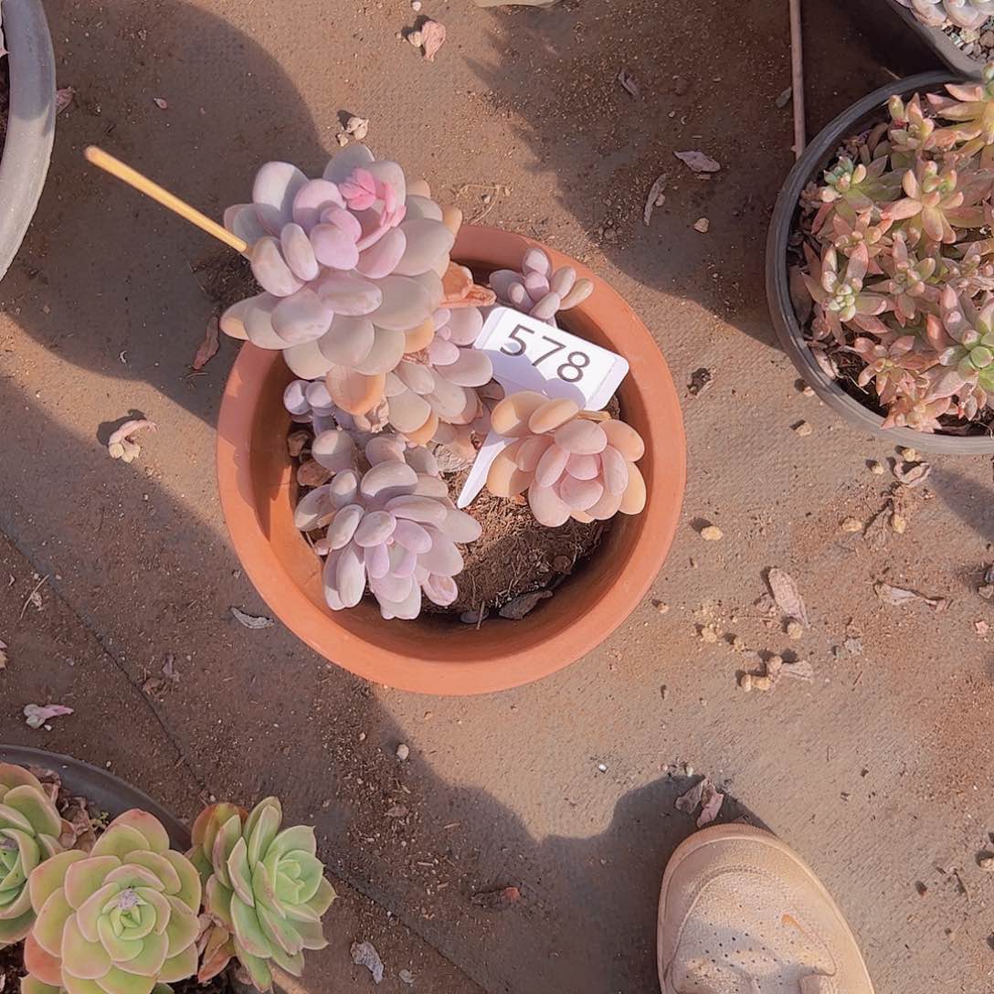 r***i578蛋黄奶15不售后