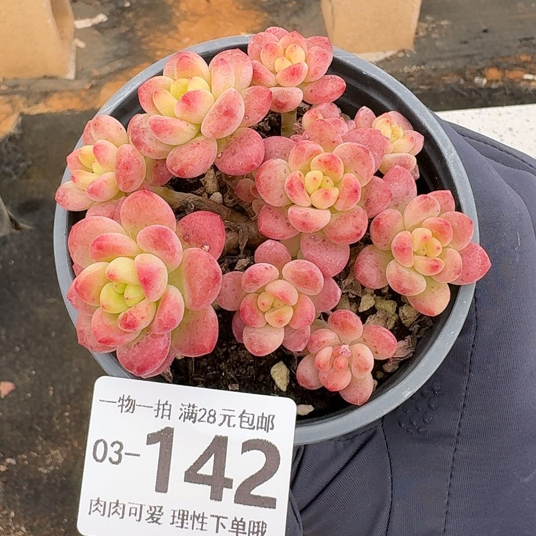 香格里拉无盆土发货