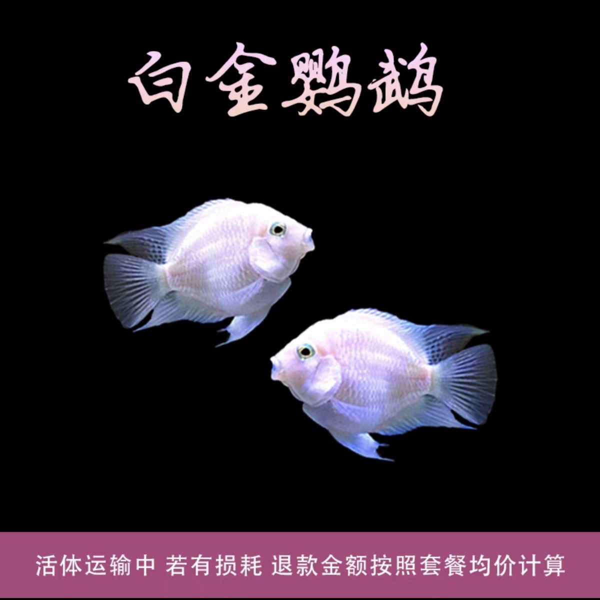 《胭脂粉》《宝蓝》《白金》迷你鹦鹉观赏鱼