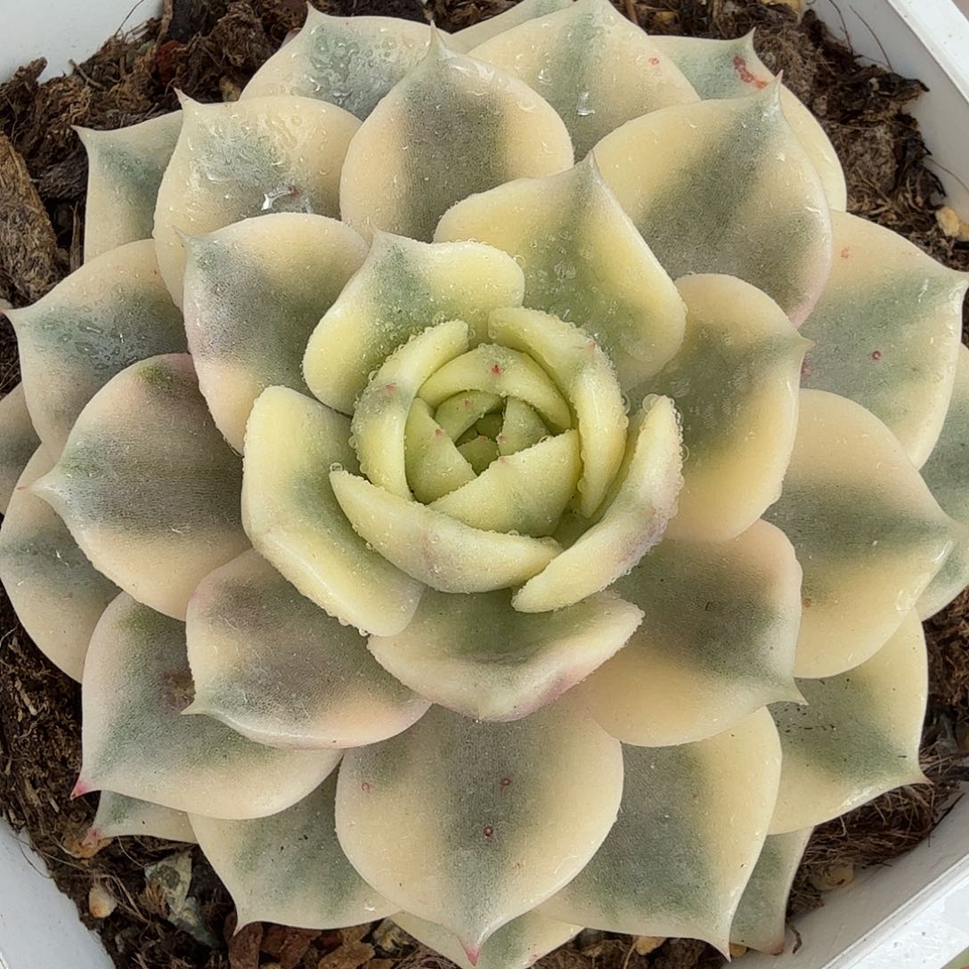 贝加尔湖锦，多肉植物