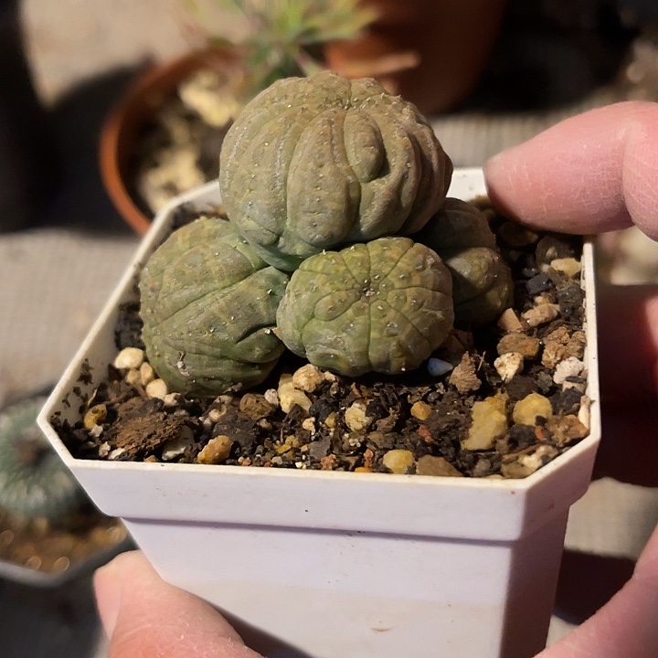 满38包邮2天凑单，脱土晾根发货多肉植物