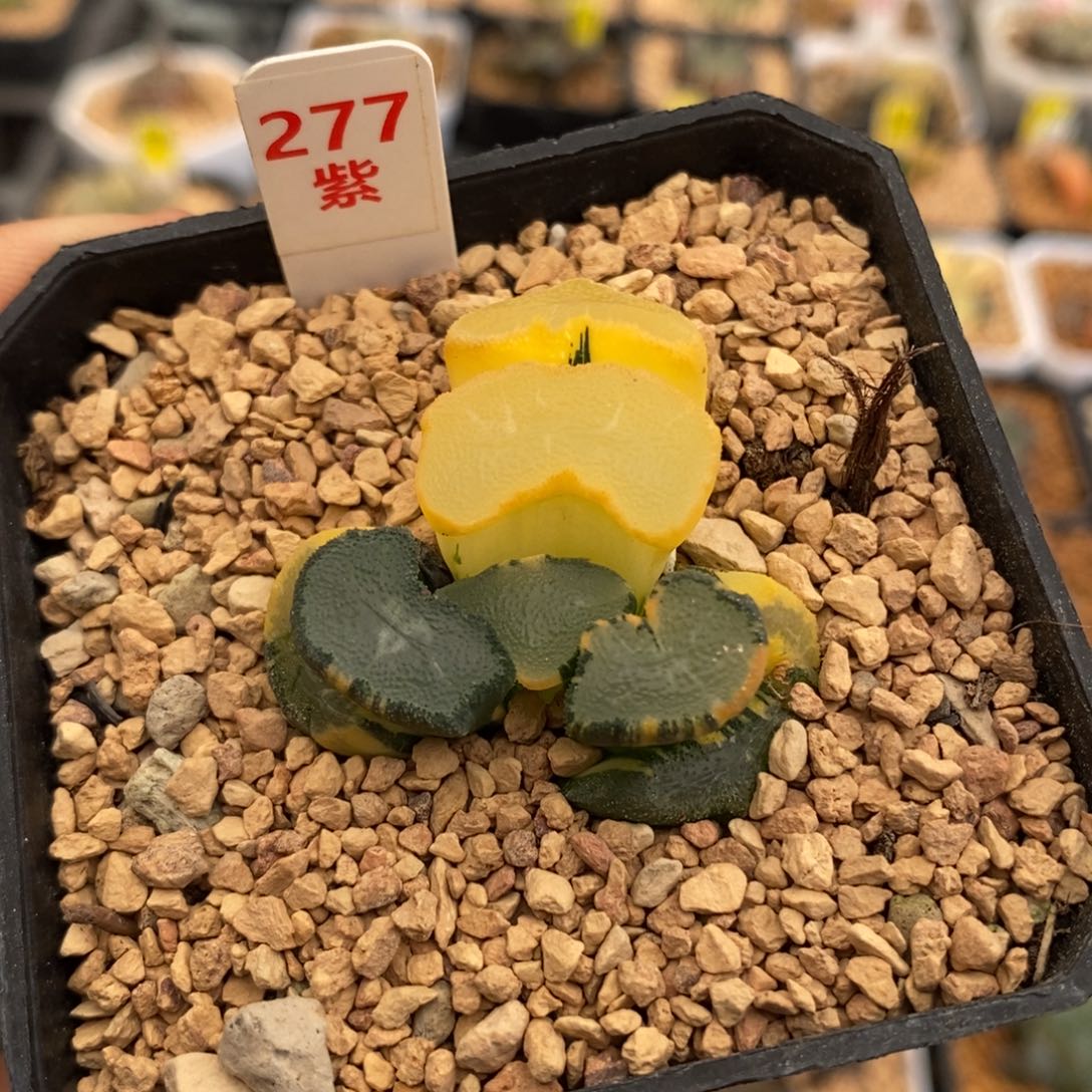277大明湖万象多肉植物