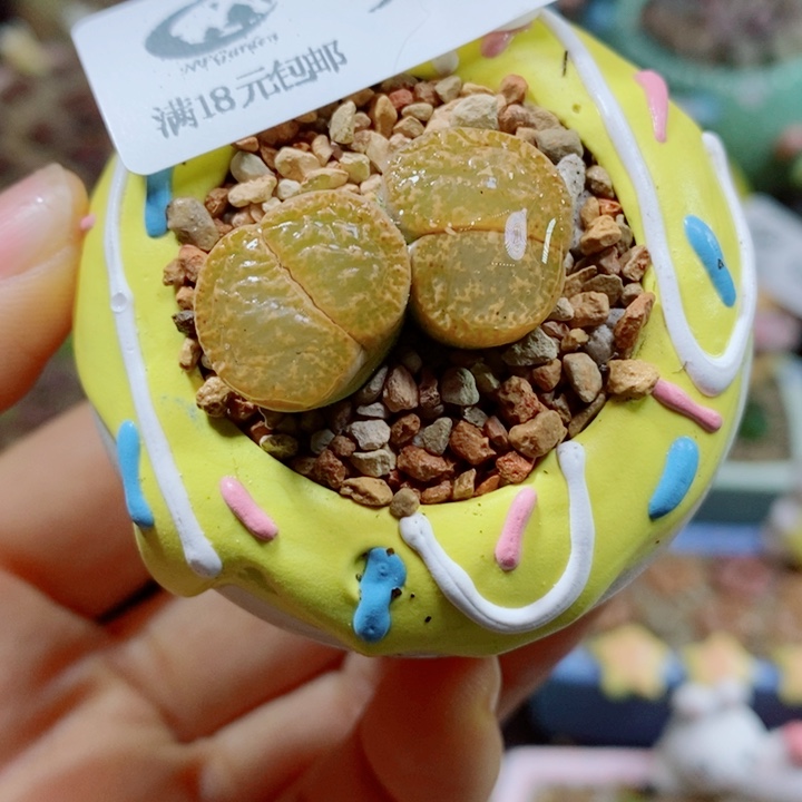 生石花花花花花花947