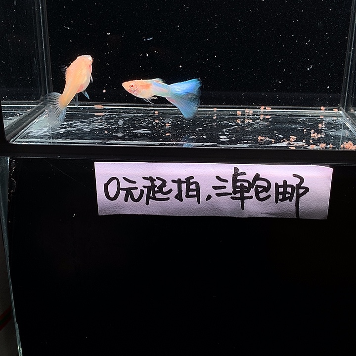 孔雀鱼拉朱莉幻彩白子一对