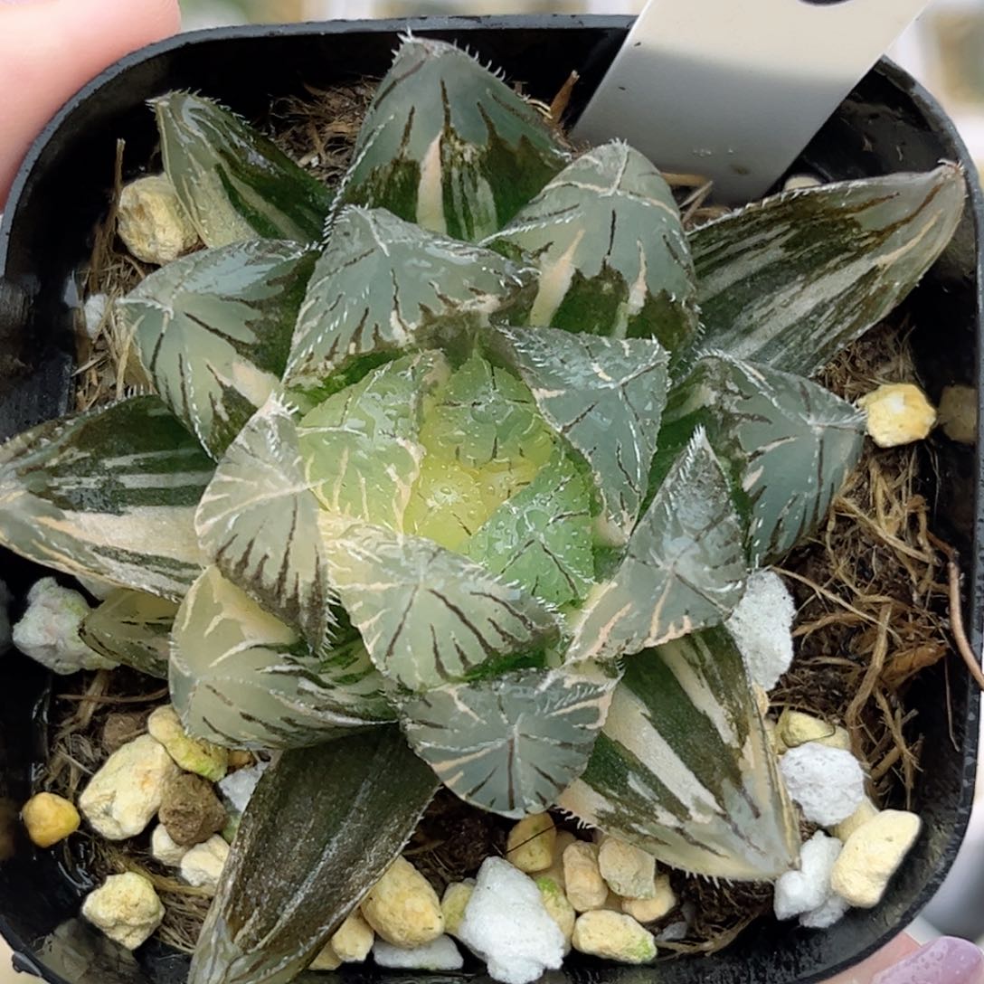 26特大蓝镜玉露锦福利专场