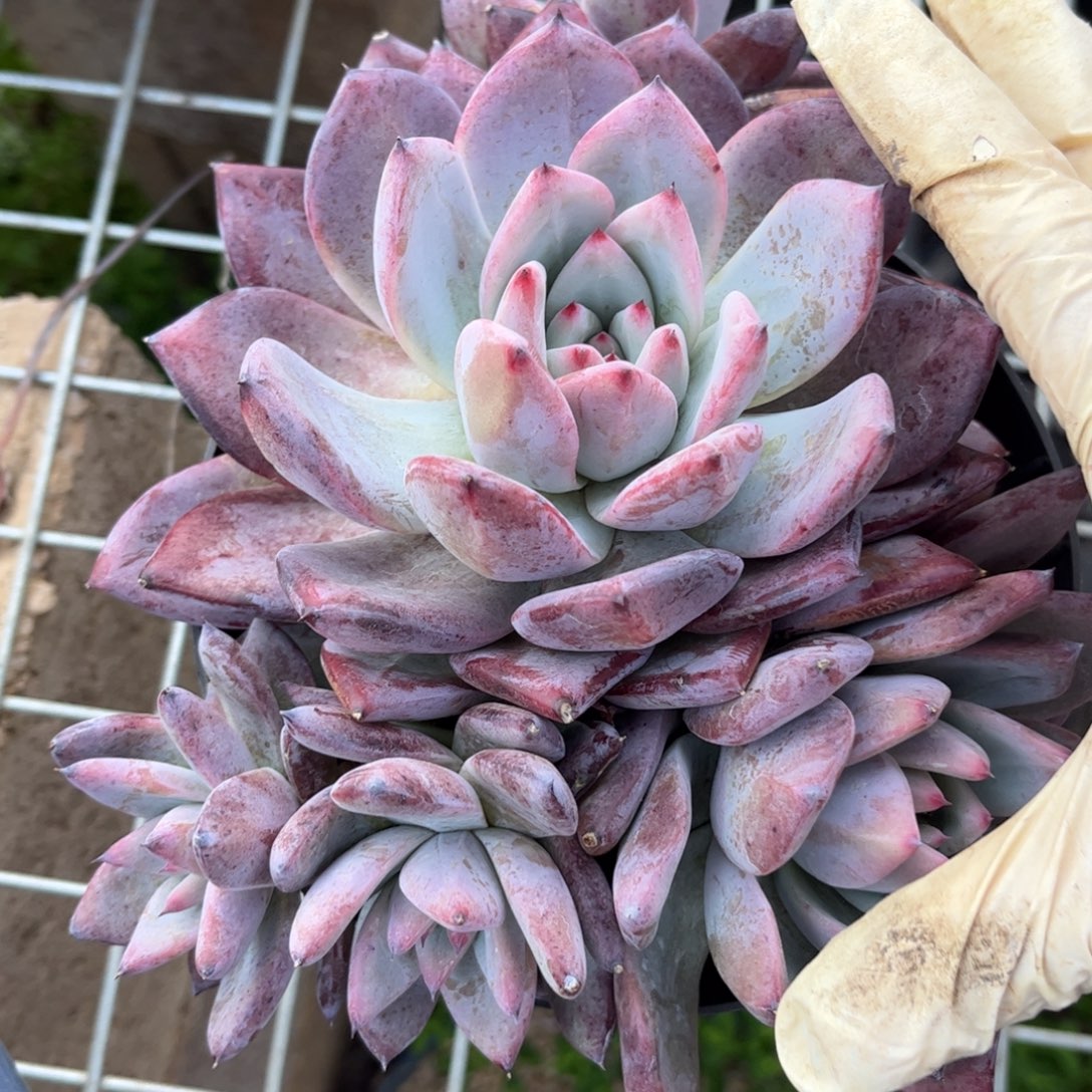 好姑娘多肉园艺，卡杂