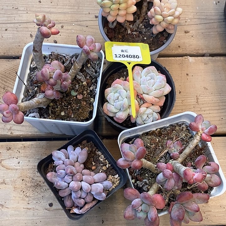 ?**?一筐5颗。1204080